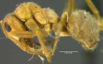 Media type: image; Entomology 23250   Aspect: habitus lateral view